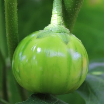 Aubergine Turkish Orange (Samen)