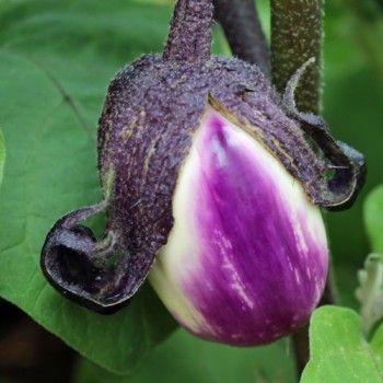 Aubergine Violetta di Firenze (Samen)