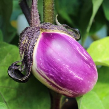 Aubergine Violetta di Firenze (Samen)