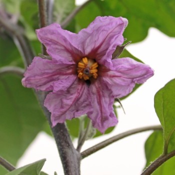 Aubergine Violetta di Firenze (Samen)