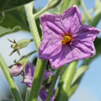 Aubergine White Finger (Samen)