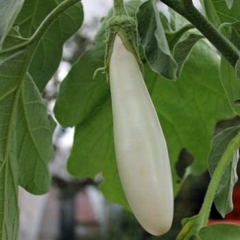 Aubergine White Finger (Samen)