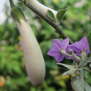Aubergine White Finger (Samen)