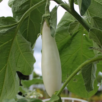 Aubergine White Finger (Samen)