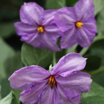 Aubergine White Finger (Samen)