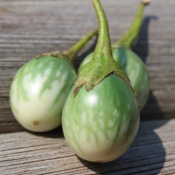 Aubergine Yhod Nam (Samen)