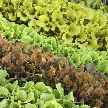 Babyleaf Salat Bunte Mischung (Samen)