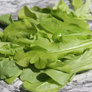 Babyleaf Salat Grüne Mischung (Samen)