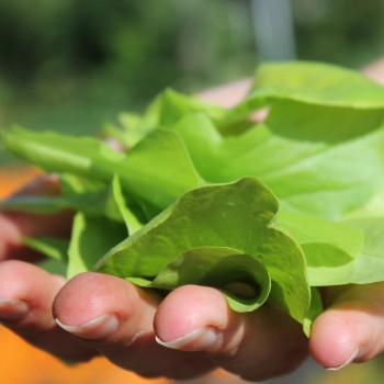 Babyleaf Salat Grüne Mischung (Samen)