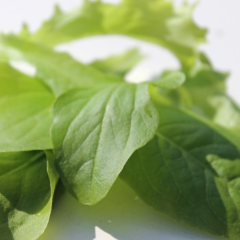 Babyleaf Salat Grüne Mischung (Samen)
