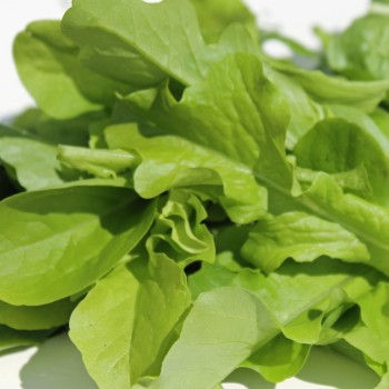 Babyleaf Salat Grüne Mischung (Samen)