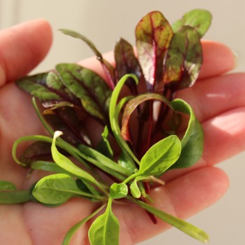 Babyleaf All Year Round (Samen)