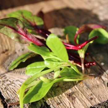 Babyleaf All Year Round (Samen)