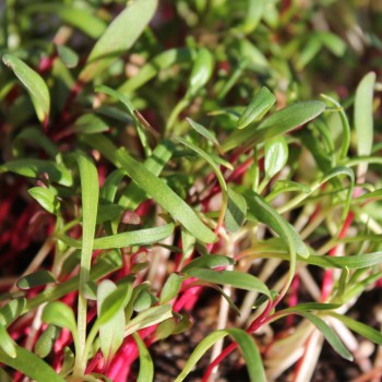 Babyleaf All Year Round (Samen)