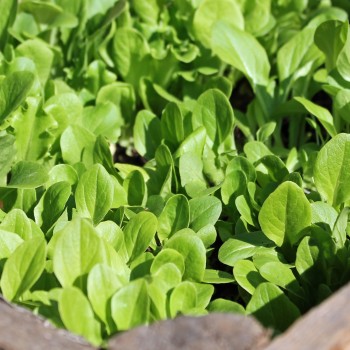 Babyleaf Salat Grüne Mischung (Samen)