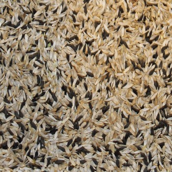 Babyleaf Salat Bunte Mischung (Samen)