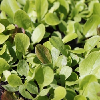 Babyleaf Mittelmeer Mischung (Samen)
