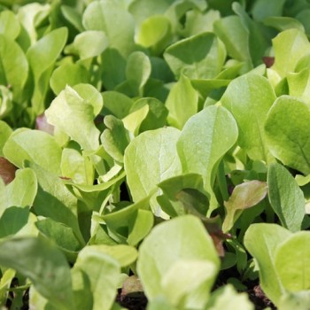 Babyleaf Mittelmeer Mischung (Samen)
