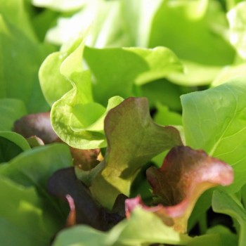 Babyleaf Mittelmeer Mischung (Samen)
