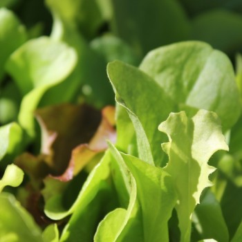 Babyleaf Mittelmeer Mischung (Samen)