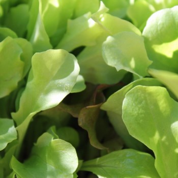 Babyleaf Mittelmeer Mischung (Samen)