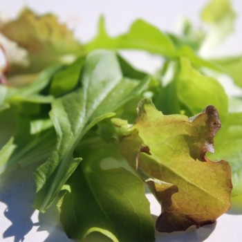 Babyleaf Mittelmeer Mischung (Samen)
