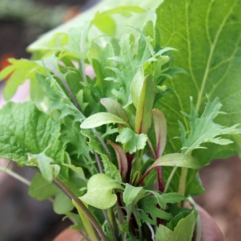 Babyleaf Old Mexico Mix (Samen)
