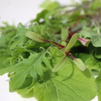 Babyleaf Old Mexico Mix (Samen)