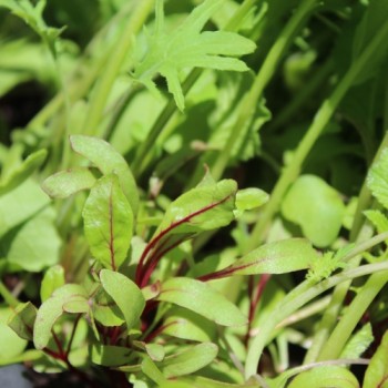 Babyleaf Old Mexico Mix (Samen)