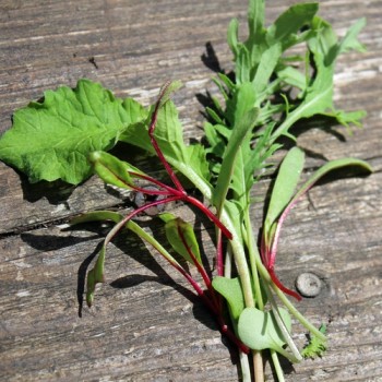 Babyleaf Old Mexico Mix (Samen)