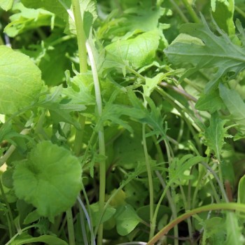 Babyleaf Old Mexico Mix (Samen)