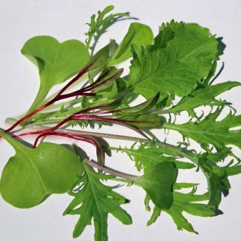 Babyleaf Old Mexico Mix (Samen)