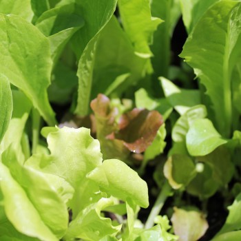 Babyleaf Salat Bunte Mischung (Samen)