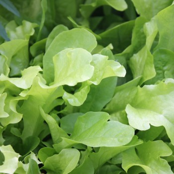 Babyleaf Salat Grüne Mischung (Samen)