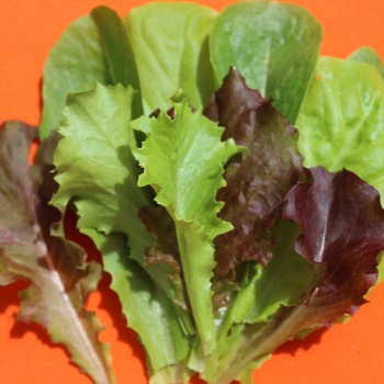 Babyleaf Salat Bunte Mischung (Samen)