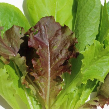 Babyleaf Salat Bunte Mischung (Samen)