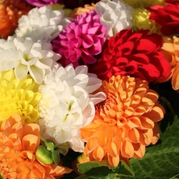Dahlie Pompon Mix (Samen)