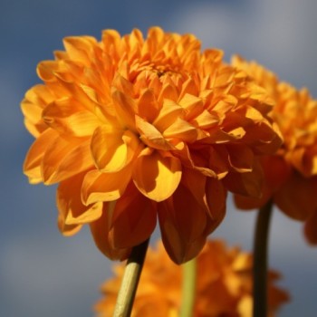 Dahlie Pompon Mix (Samen)