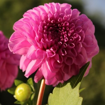 Dahlie Pompon Mix (Samen)