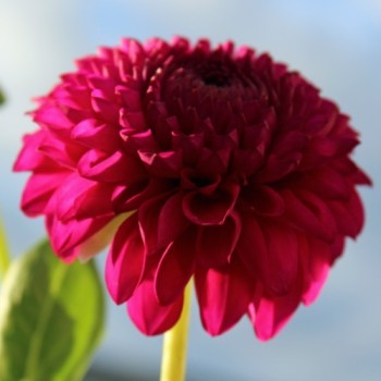 Dahlie Pompon Mix (Samen)