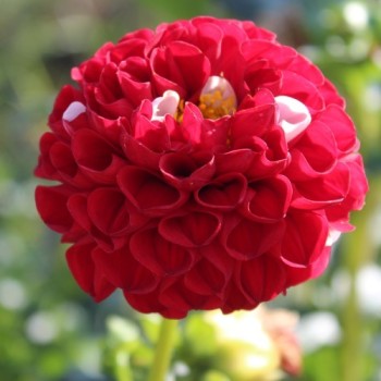 Dahlie Pompon Mix (Samen)