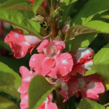 Balsamine Peppermint (Samen)