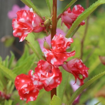 Balsamine Peppermint (Samen)