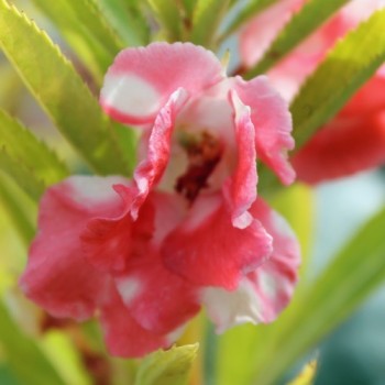 Balsamine Peppermint (Samen)