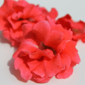 Balsamine Camellia Salmon (Samen)