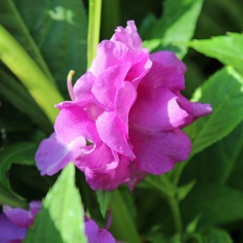 Balsamine Camellia Raspberry (Samen)