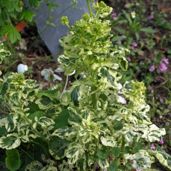 Barbarakresse panaschiert (Samen)
