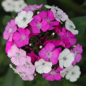 Bartnelke Mosaik (Samen)