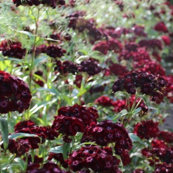 Bartnelke Nigricans (Samen)