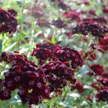 Bartnelke Nigricans (Samen)